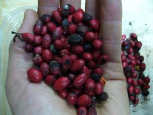 lindera benzoin lindera benzoin